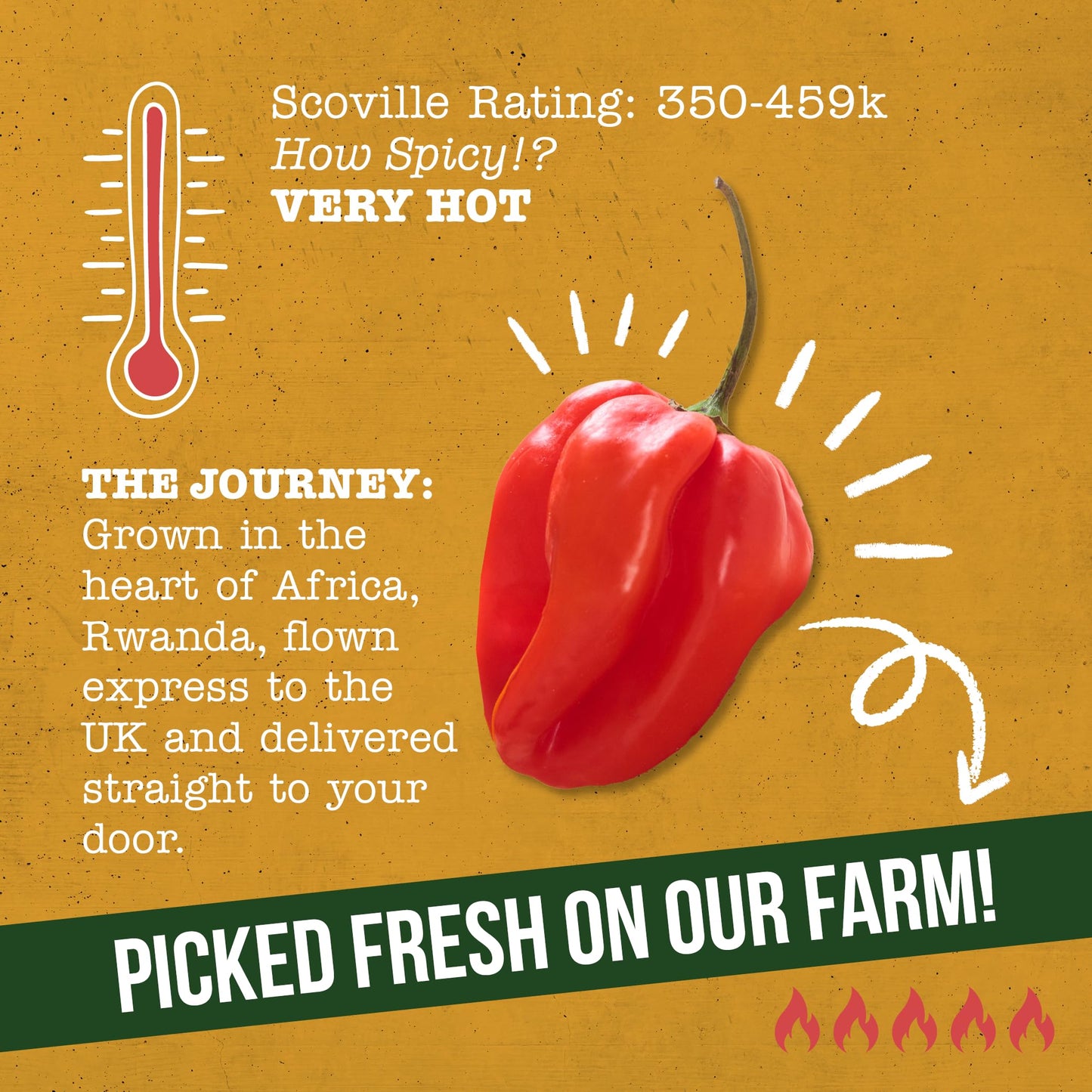 Fresh Scotch Bonnet Chillies 1kg - Vegan, Very Hot and Spicy, Fresh Red Scotch Bonnet Chillies from Rwanda for Cooking