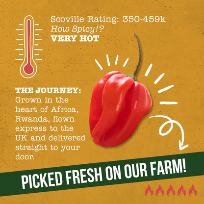 Fresh Scotch Bonnet Chillies 1kg - Vegan, Very Hot and Spicy, Fresh Red Scotch Bonnet Chillies from Rwanda for Cooking