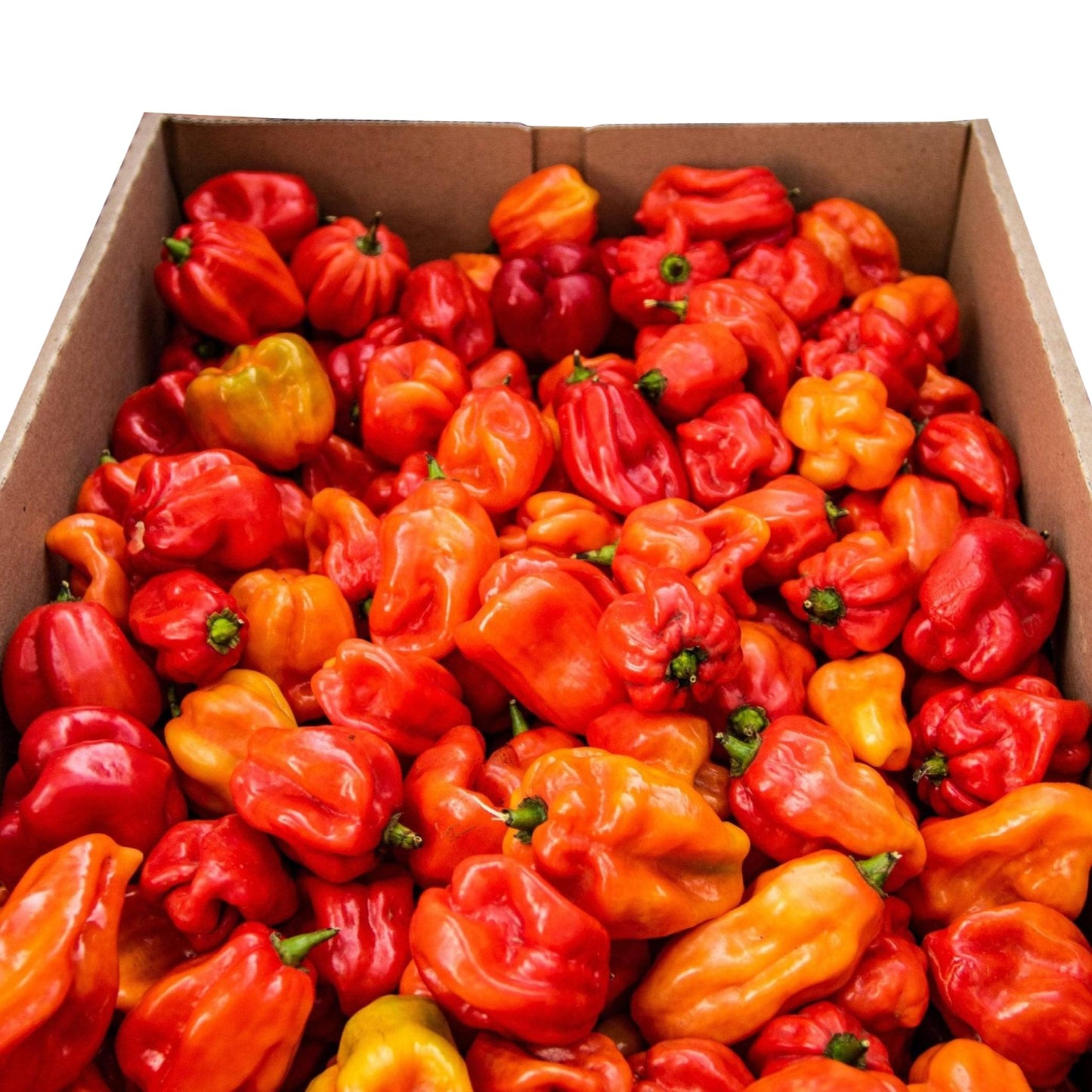 Fresh Scotch Bonnet Chillies 1kg - Vegan, Very Hot and Spicy, Fresh Red Scotch Bonnet Chillies from Rwanda for Cooking